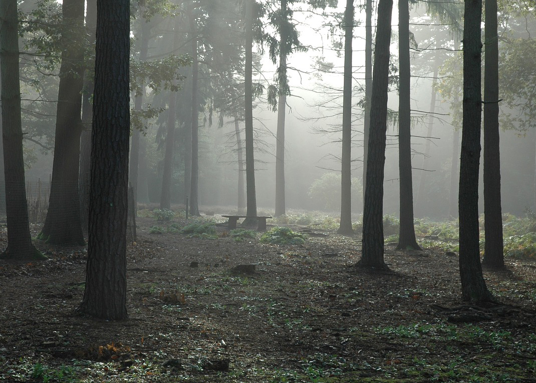 Photo of foggy forest